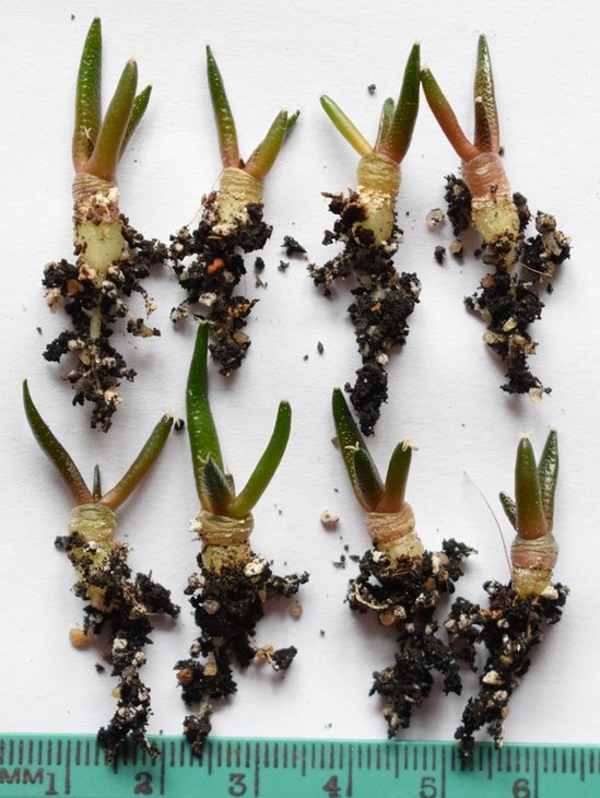 ariocarpus fissuratus v hintonii