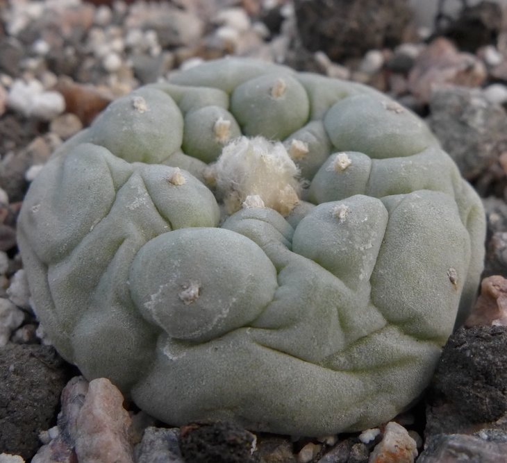 L.fricii decipiense San Pedro de Las Colonias, Coah.    Habermann , Kupcak (1)