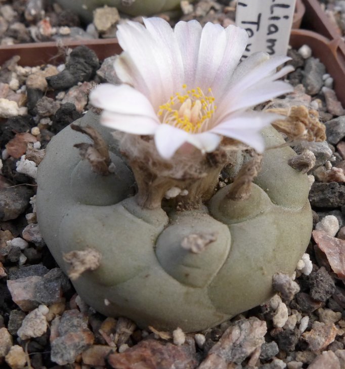 L.williamsii SB854 Pavlicek