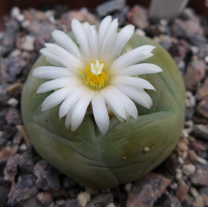 L.diffusa от Kohres