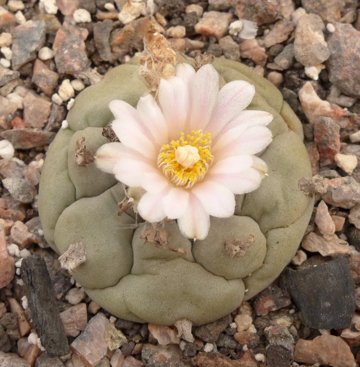 L.williamsii Villa Arista SLP от Kohres