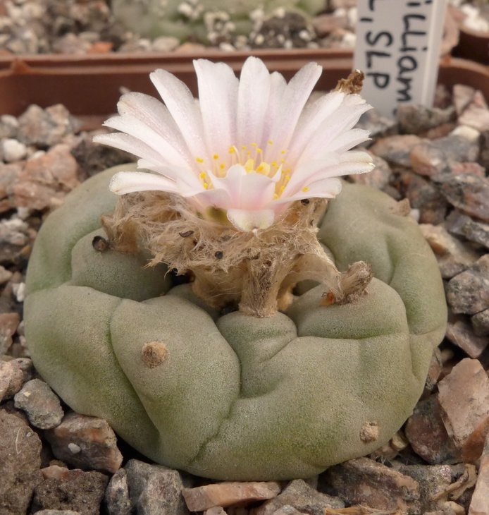 L.williamsii Villa Arista SLP от Kohres