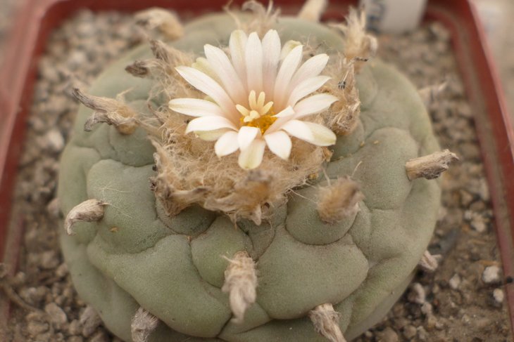 L.fricii albiflora RS404