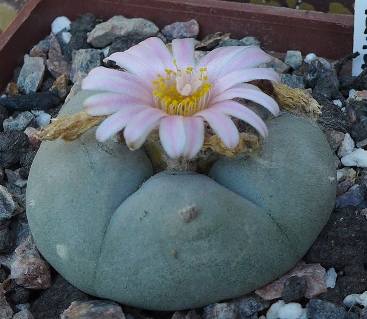 L.williamsii Camargo, Chih.  от Kohres