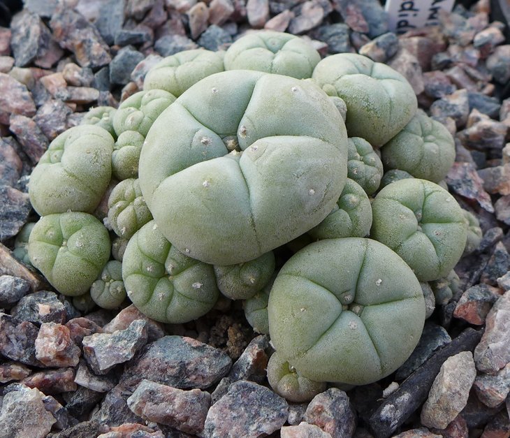 L.williamsii caespitosa La Perdida от Kohres