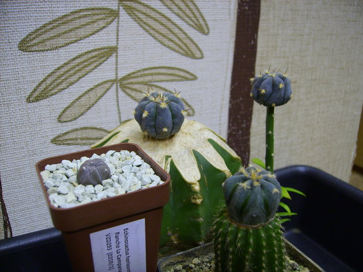 PICT0210.JPG