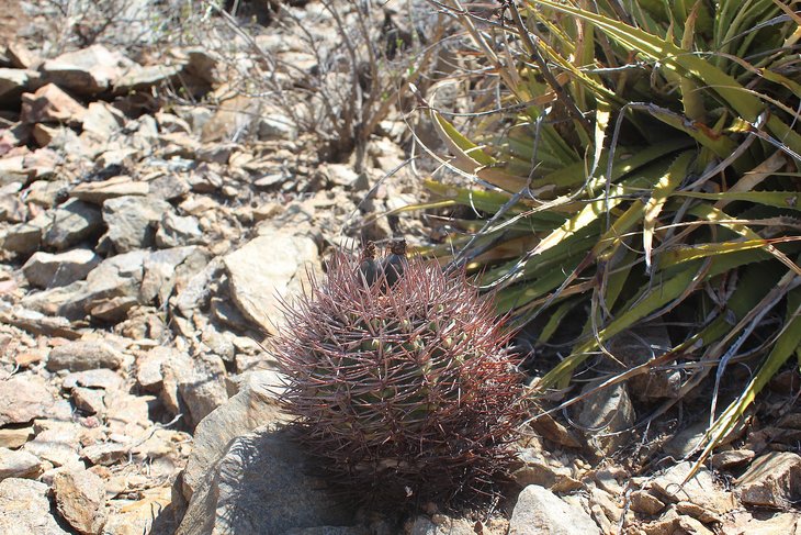 gymnocalycium nidulans
