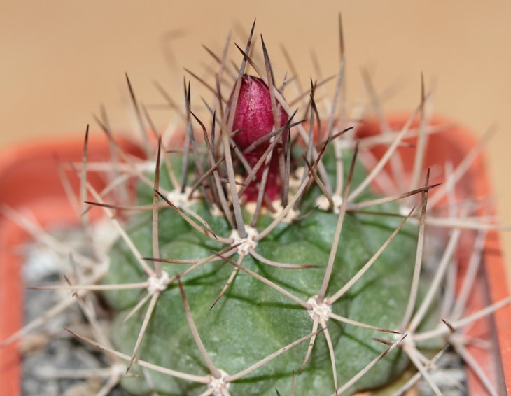 Matucana oreodoxa