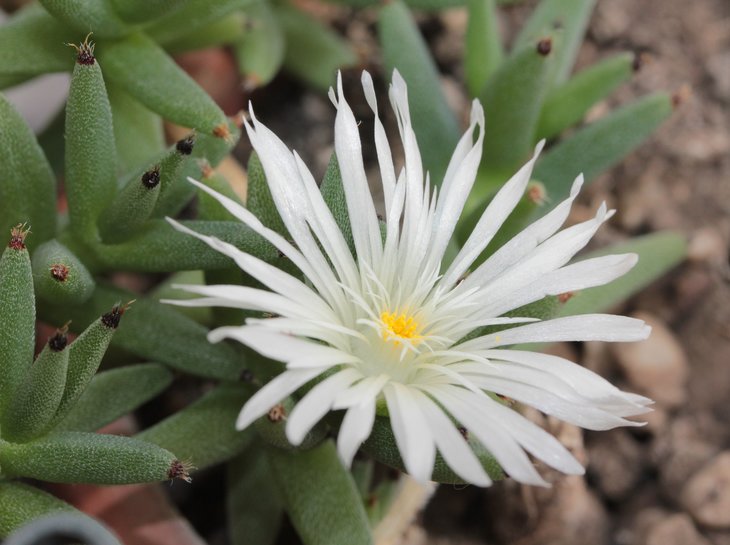 Trichodiadema mirabile