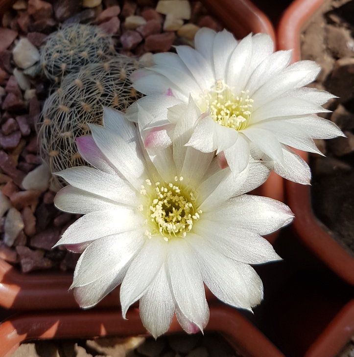 Sulcorebutia roberto-vasquezii