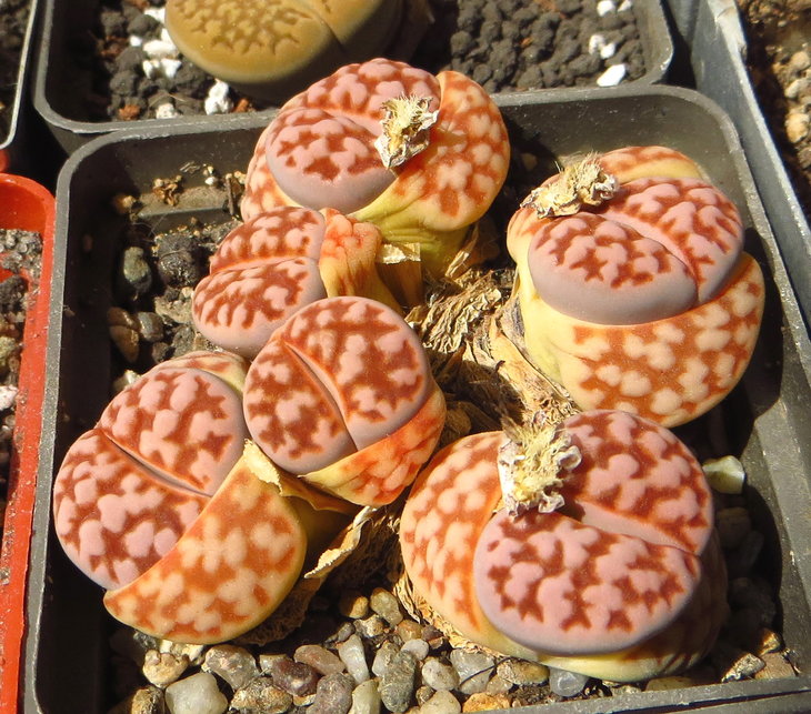 karasmontana