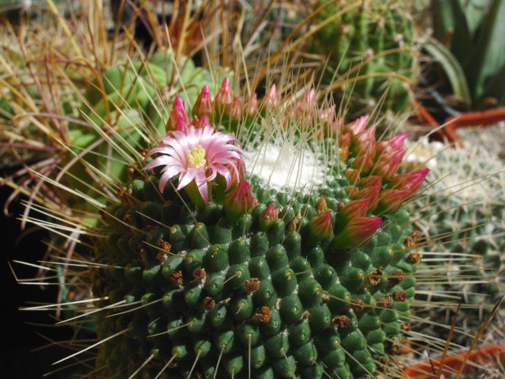 Mammillaria spinosissima cv.'Un Pico'