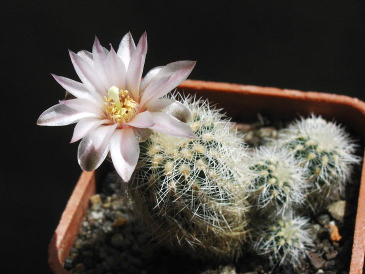 Gymnocalicium bruchii var. niveum