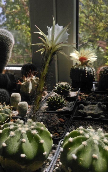 Echinopsis_subdenudata_2017 (5).jpg
