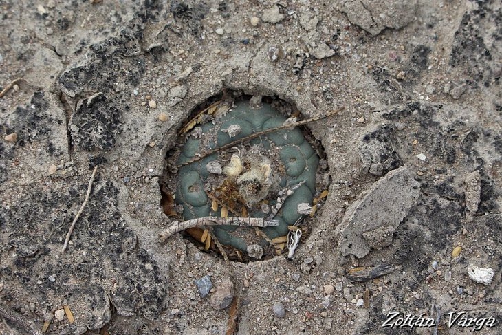 Lophophora koehresii, фото Zoltan Varga