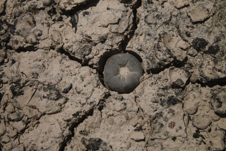 Lophophora alberto-vojtechii, SLP, фото Pedro Nájera Quezada