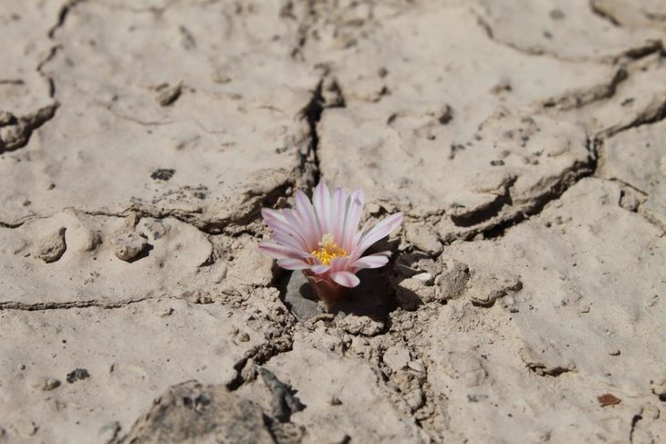 Lophophora alberto-vojtechii, SLP, фото Pedro Nájera Quezada