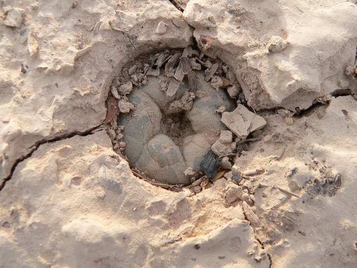 Lophophora alberto-vojtechii, San Vincente, SLP, фото Petr Kupcak