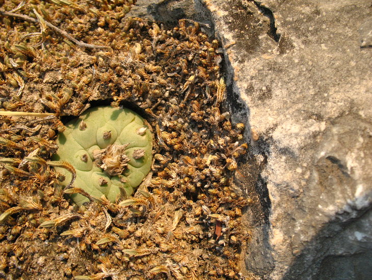 Lophophora diffusa, автора не помню
