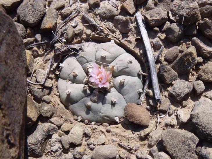 Lophophora williamsii, автора не помню