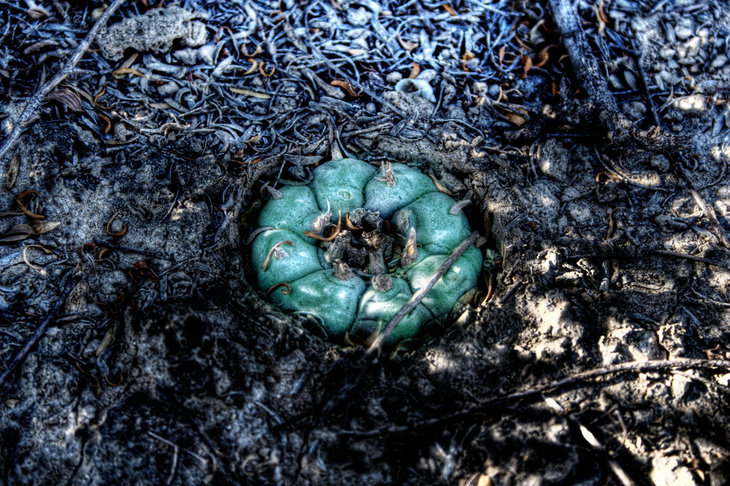 Lophophora williamsii, автора не помню