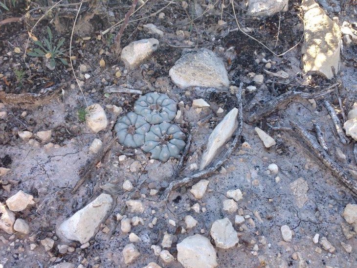 Lophophora williamsii, Ojinaga, Chihuahua, фото Gererdo Ruben Sandoval Isaac