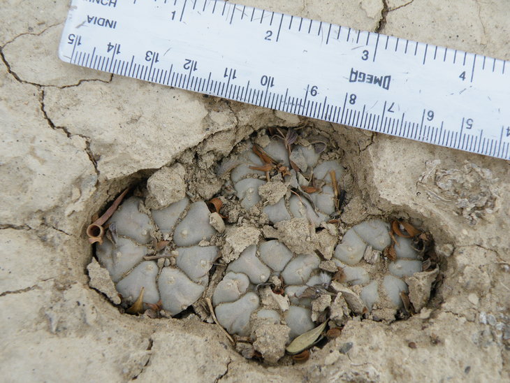 Lophophora williamsii Estacion Marte, Coahuila, фото Amante Darmanin