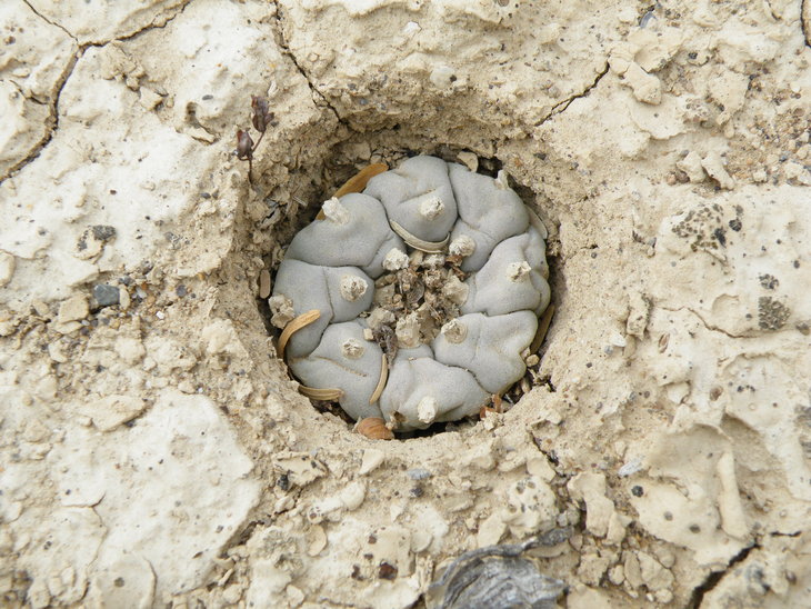 Lophophora williamsii Estacion Marte, Coahuila, фото Amante Darmanin