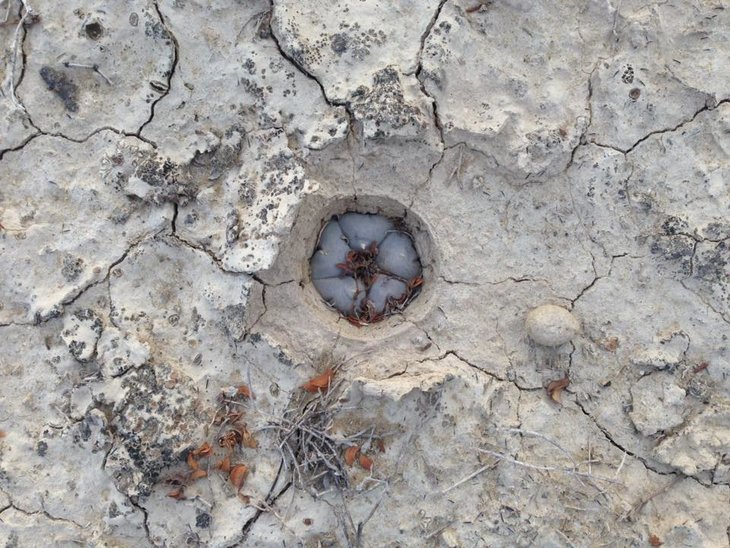 Lophophora williamsii, Ramos Arizpe, Coahuila, фото Diego Medina