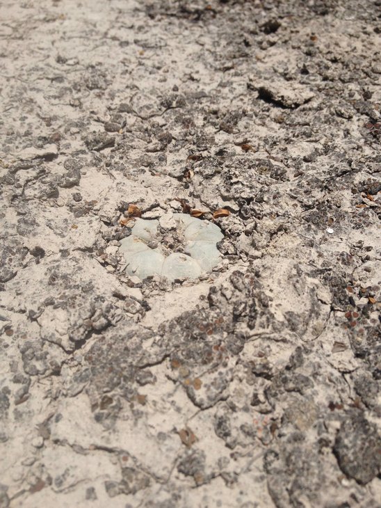 Lophophora williamsii, SLP, фото Daniel TO