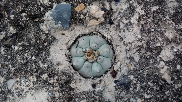 Lophophora williamsii, Cedral near de Catorce, SLP, фото Refugiö Arturö Medina Lömas