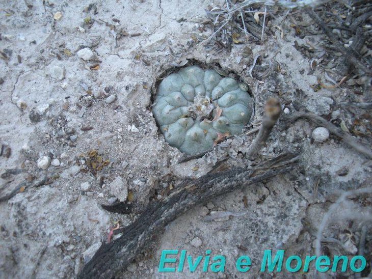 Lophophora williamsii El Salado, SLP, фото Moreno Centa