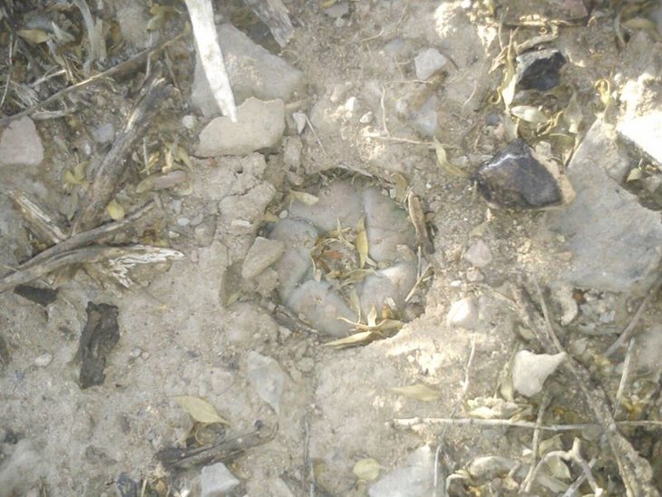 Lophophora williamsii, Mazapil, Zacatecas, фото Chepe SA de CV‎