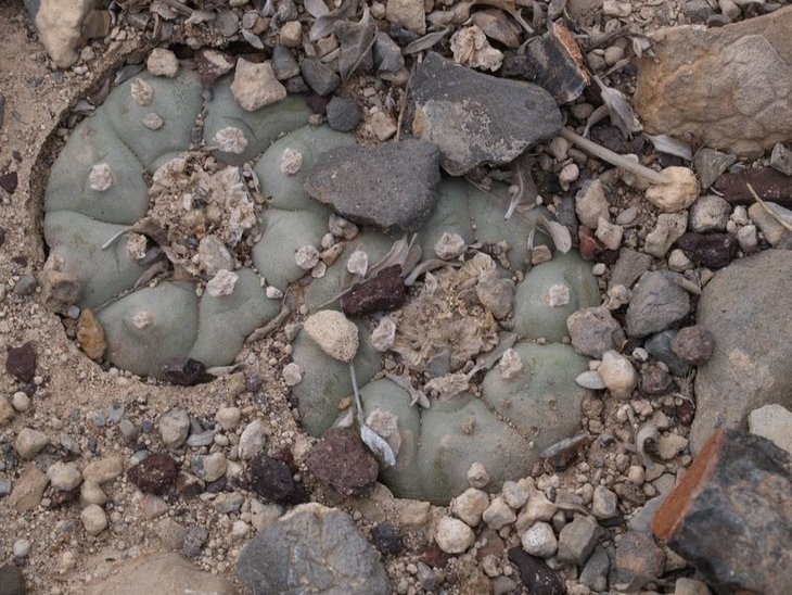 Lophophora williamsii, San Miguel, Zacatecas (VZD 794)