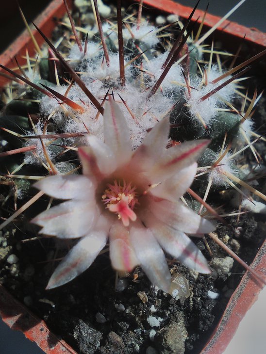 Mammillaria rioverdense