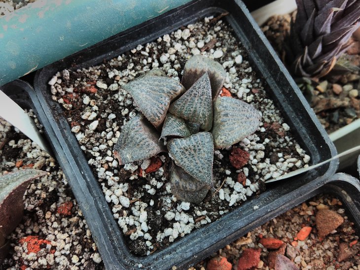 H. splendens