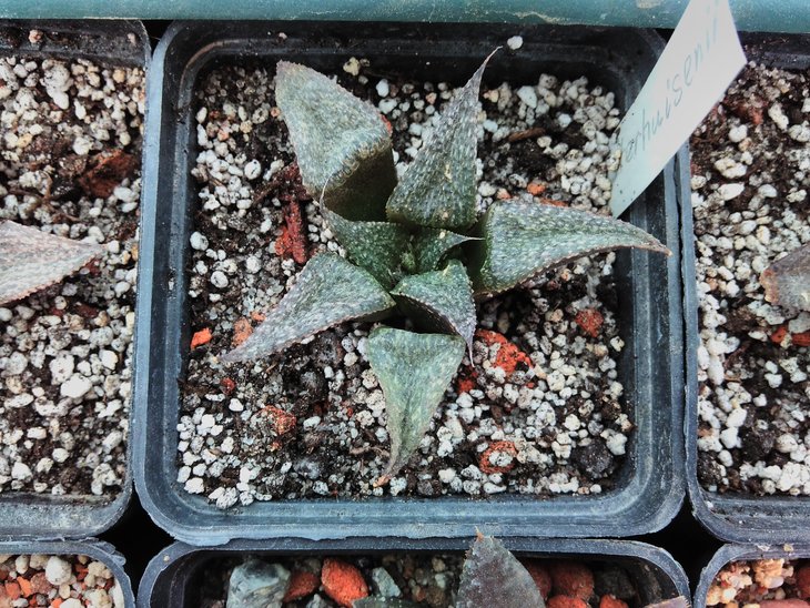 H. esterhuisenii