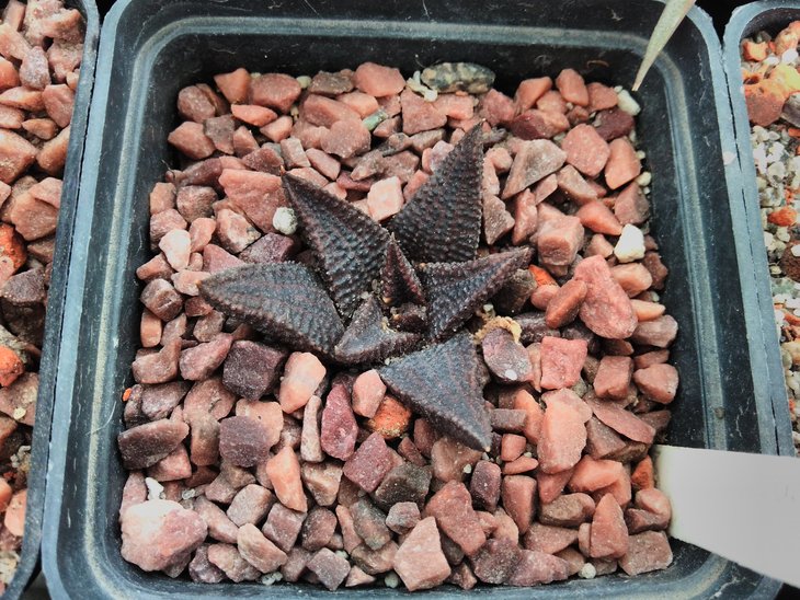 H. koelmaniorum