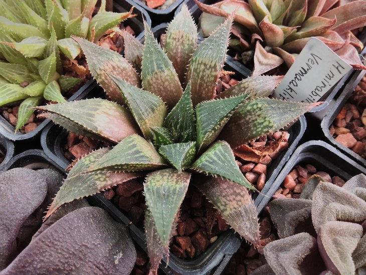 H. mirabilis var. paradoxa Vermaaklitkheid