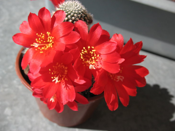 Rebutia krainziana