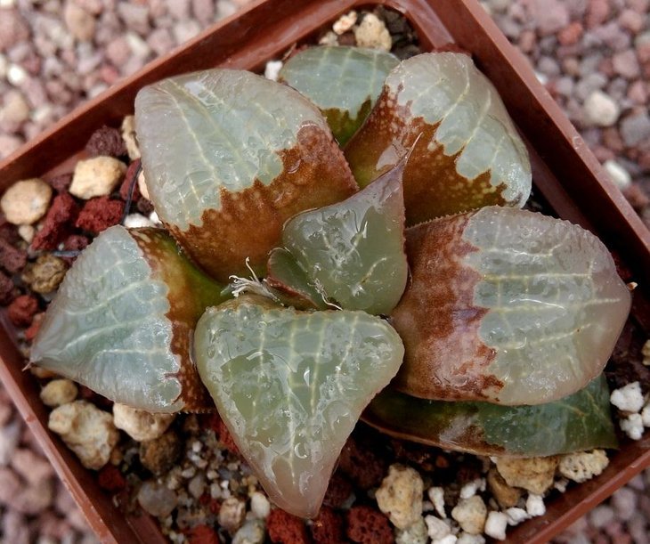 Haworthia ‘Saiju’ HCNX-15, Cactus Nishi, Japan