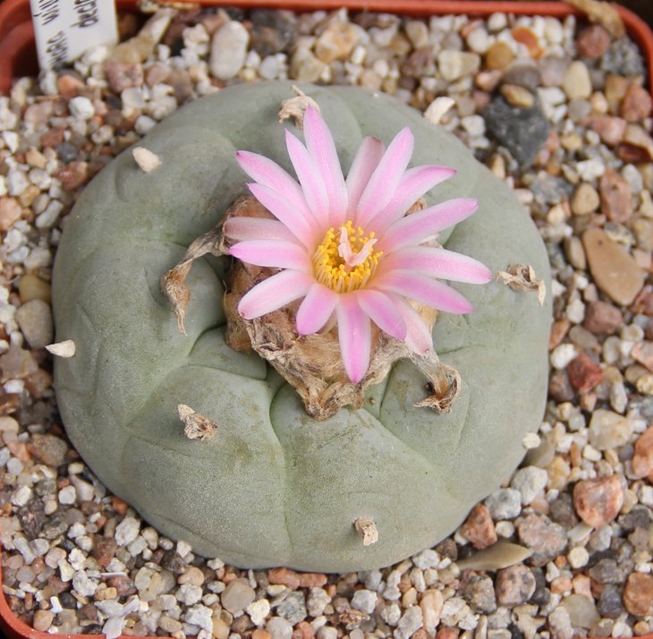 L.decipiense от Habermann