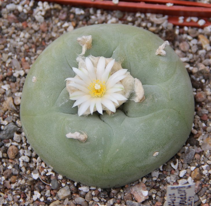 L.diffusa CH438 river Rio Verde