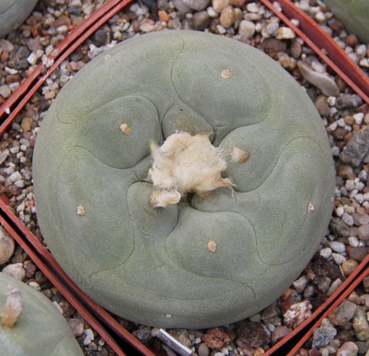 L.diffusa Repp 1153 Rio Toliman  1350m