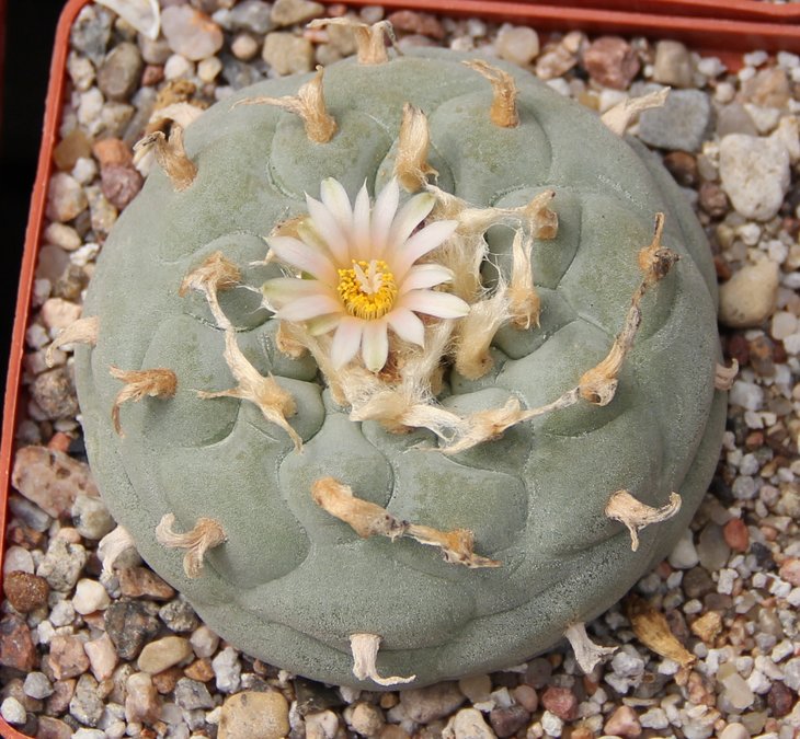 L.fricii albiflora RS404 Ejido Viesca center Coah