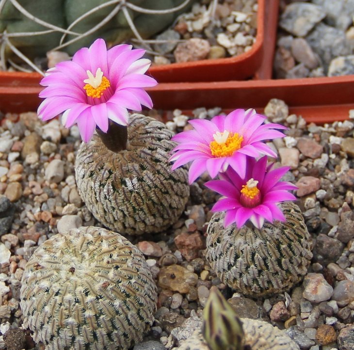 Turbinicarpus pseudopectinatus jarmilae MK40.215  La Escondido N.L.