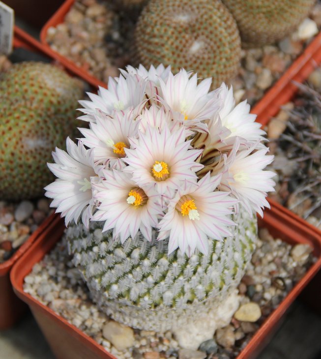 Turbinicarpus pseudopectinatus