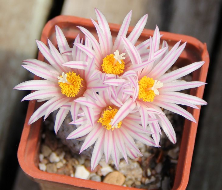 Turbinicarpus pseudopectinatus