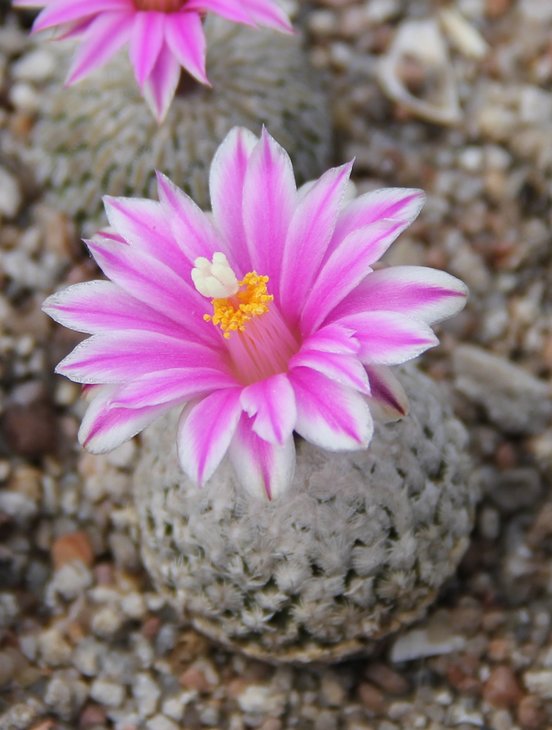 Turbinicarpus valdezianus