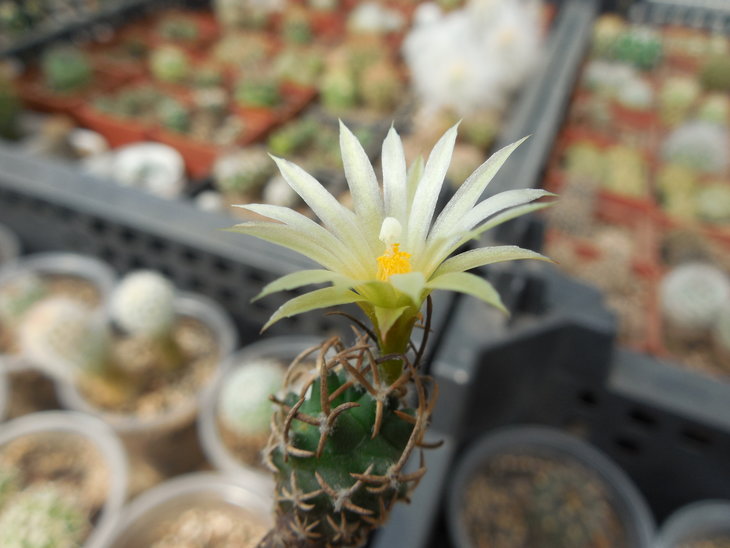 Turbinicarpus flaviflorus